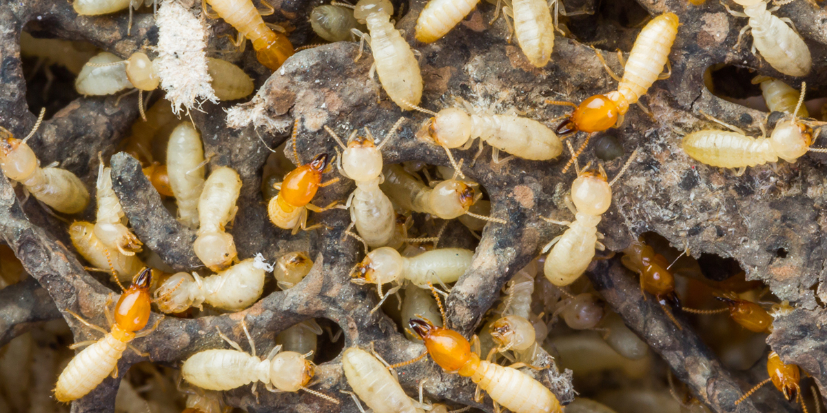 What Are Termites And Why We Need To Remove Them